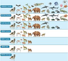 How To Understand Binomial Nomenclature 12 Steps With Pictures Science Teaching Resources Taxonomy Biology Teaching Biology