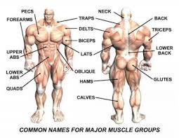 best muscle groups to workout together