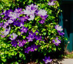 Beautiful Clematis Adorns A Mailbox In Hidden River Estates Bowling Green Kentucky Bowling Green Clematis Green