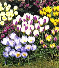Baldur gartenversand hat eine riesige auswahl an. Wildkrokus Prachtmischung 1a Qualitat Online Kaufen Baldur Garten