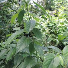 Image result for Tragia brevipes-benthamii-okanyu