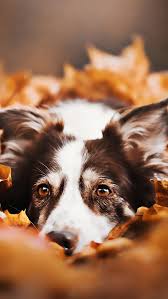 Border Collie Bokeh Cute Animals Brown Dog Pets Autumn Brown Border Collie Dogs Border Collie Dog Collie Dog Brown Border Collie Dog Photoshoot