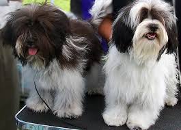 Black And White Havanese Puppy Names Pin By Penny Maxwell On Havanese Havanese Puppies Havanese Dogs