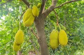 As of 2014, van aken had produced 16 trees of 40 fruit, installed in a variety of private and public locations, including community gardens, museums, and private collections. The Jackfruit Jack Tree Is A Species Of Tree In The Fig Mulberry Stock Photo Picture And Royalty Free Image Image 86248535