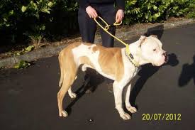 With each month of age the puppy should be. American Bulldog Club Of New Zealand Home Facebook