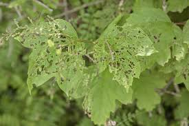 Image result for thrips damage on cucumber