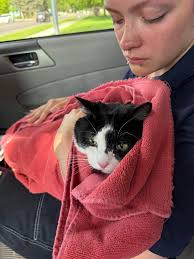 My lil house panther is very sick. The vets think he has a tumour that's  preventing him from breathing. He needs a CAT scan ASAP. If you could help  or share the