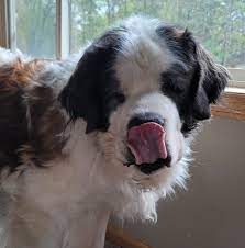 Paul pet hospital on cats and ibd! South St Paul Animal Hospital Home Facebook