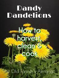 Eating Dandelions Harvesting Cleaning And Cooking Eating Dandelions Dandelion Old Farmers Almanac