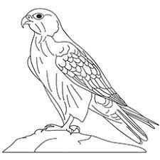 Mark klingler of the carnegie museum of natural history is a scientific illustrator whose work appears in. 10 Printable Falcon Coloring Pages For Toddlers