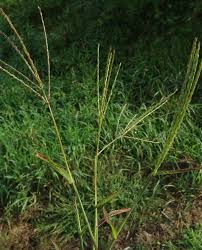 Image result for Digitaria gymnostachys