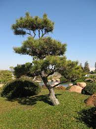 Pinus thunbergiana 'whiskey hill thunderhead' japanese black pine. Niwaki On Pinus Thunbergii Thunderhead