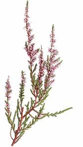 Rosslyng Calluna Vulgaris Calluna Rosslyng Vulgaris In 2020 Botanical Flowers Heather Flower Plant Sketches