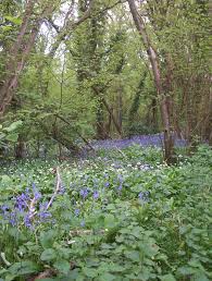 Native groundcovers for sunny locations. Ancient Woodland Wikipedia