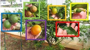 How big do dwarf fruit trees grow? 6 Citrus Varieties Multi Grafted Onto One Fruit Cocktail Tree Youtube
