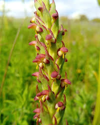 Image result for Holothrix villosa