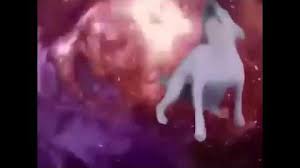 Cachorro Dancante Galeria De Videos Memepedia Wiki Fandom