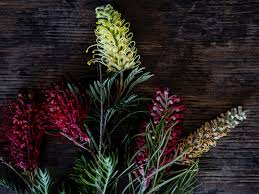 Image result for Protea