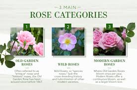 In this section, you will be presented with the various names of plants and flowers so that you are able to widen your vocabulary with their addition to it. The Different Types Of Roses An Ultimate Guide