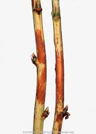 Image result for Raspberry spur blight