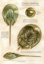 Scientific Illustration Horseshoe Crab Crab Art Crab
