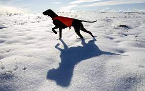 drathaar foto eksterer pitanie uhod i harakter smotri bolshe http kot pes com dratxaar foto eksterer pitanie uxod i xarakter dogs animals