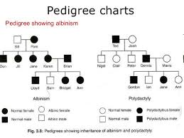 03 Pedigree Charts