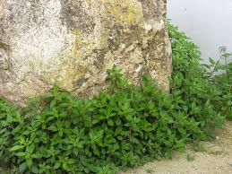 Image result for Parietaria