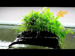 Image result for Bolbitis