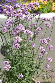 Proven winners® annuals hardiness zone: Verbena Meteor Shower Verbena