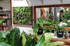 Greenery can make your home look and feel cosier while adding a touch of the natural element. Where To Buy Plants Online In Singapore