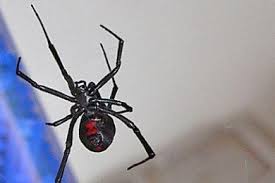 Black widow spiders lay between 100 and 300 eggs in each egg sac at a time. Beware The Elusive But Oh So Present Black Widow Spider St George News