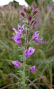 Image result for Cleome hirta