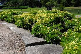 Hymenosporum Flavum Gold Nugget Shrub Form Of The Australian Native Tree In 2020 Australian Native Plants Garden Shrubs Native Garden