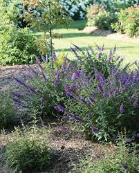 Learn how to effectively manage this plant. 15 Most Fragrant Outdoor Flowers Best Smelling Plants For Garden