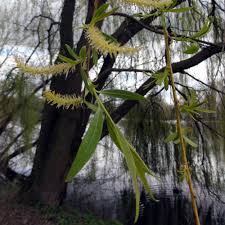 A popular golden weeping willow, salix alba 'tristis' is a large deciduous tree boasting a stout trunk topped by a graceful open crown of pendulous, brilliant yellow white willow 'tristis', golden weeping willow, salix alba 'vitellina pendula', salix alba 'vitellina tristis', salix vitellina 'pendula', salix alba. Salix Alba