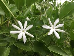 Image result for Jasminum fluminense