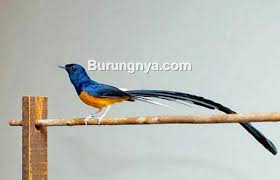 Untuk murai jambi dataran tinggi memiliki fostur yang kecil dan memiliki ekor yang pendek dan sedangkan murai batu jambi dataran rendah memiliki fostur dari murai thailan memiliki bentuk yang kecil dibandingkan jenis burung lainnya, namun memiliki ekor yng panjang, hingga mencapai 38 cm. 12 Ciri Fisik Murai Medan Yang Asli Agar Tidak Tertipu Burungnya Com