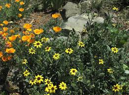 Image result for Lippia woodii