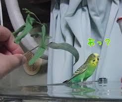 ユーカリの恵みが来ました たんたん のっぽ