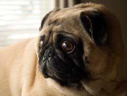 Living With Blind Dogs Petfinder