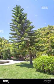Image result for Araucaria columnaris