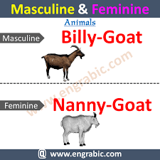 Gender Of Nouns Masculine Feminine Masculine And Feminine List Masculine