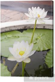We did not find results for: Blooming White Lotus Flower Canvas Print Pixers We Live To Change