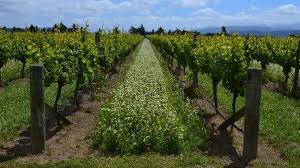 En france, on a même retrouvé des fossiles de vigne datant de l'âge tertiaire (il y a 65 millions d'années), nommée vitis sezannensis. Viticulture Biologique Les Points Cles Les Rendements Se Convertir