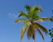 Image of Palm trees