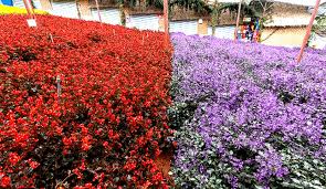 Taman bunga merdeka, a park in melaka, malaysia, also known as independent flower garden, was originally known as the coronation park. Taman Bunga Lavender Cameron Highland Aiskrim Lavender