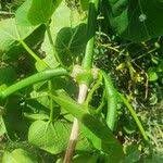 Image result for Schizostephanus alatus