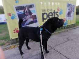 As with dogs and cats, bus lines and trains do not accept pets. Pets Travel By Road Relocat Italy Pet Shipping Company