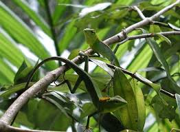 Agamen Reptilien Echse Sri Lanka